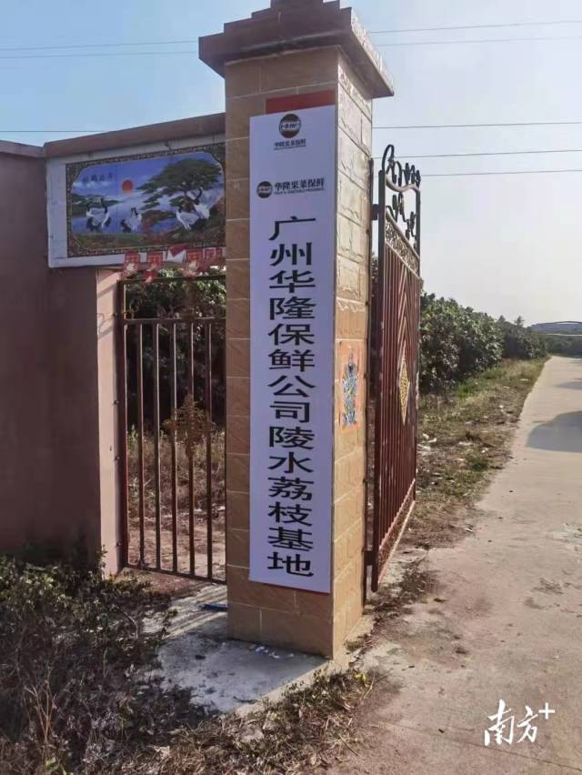 广州华隆保鲜公司陵水荔枝基地