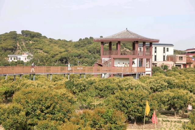 万亩荔枝花海惹人醉。