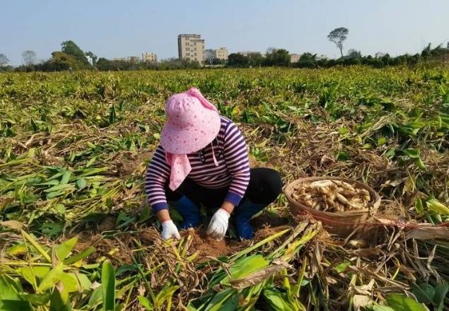 每年冬至过后，里前社区进入东京薯收获季