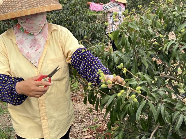 徐闻荔枝长势情况。