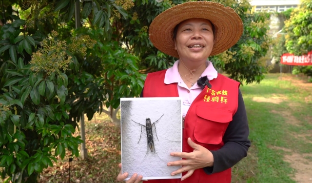 华南农业大学植保学院副教授、荔枝虫害专家冼继东用虫害彩图边展示边介绍荔枝蒂蛀虫。
