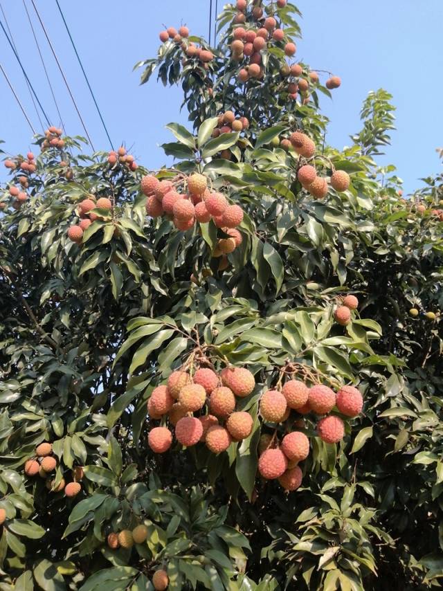 徐闻荔枝