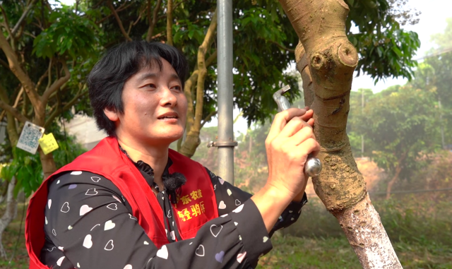 华南农业大学园艺学院教授王惠聪现场演示环割技术。