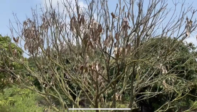 徐闻产区反馈的荔枝干腐病症状。