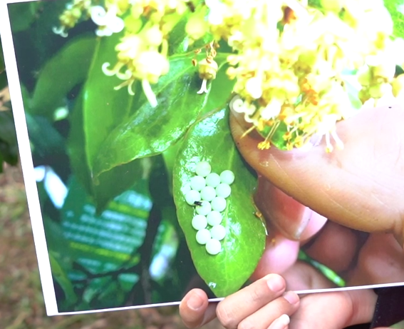 荔枝蝽蟓产卵。