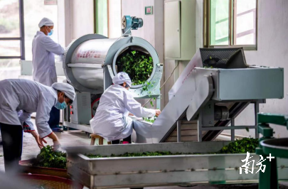 政府积极传承和发扬客家百年茶文化历史,大力推进茶叶产业园发展步伐