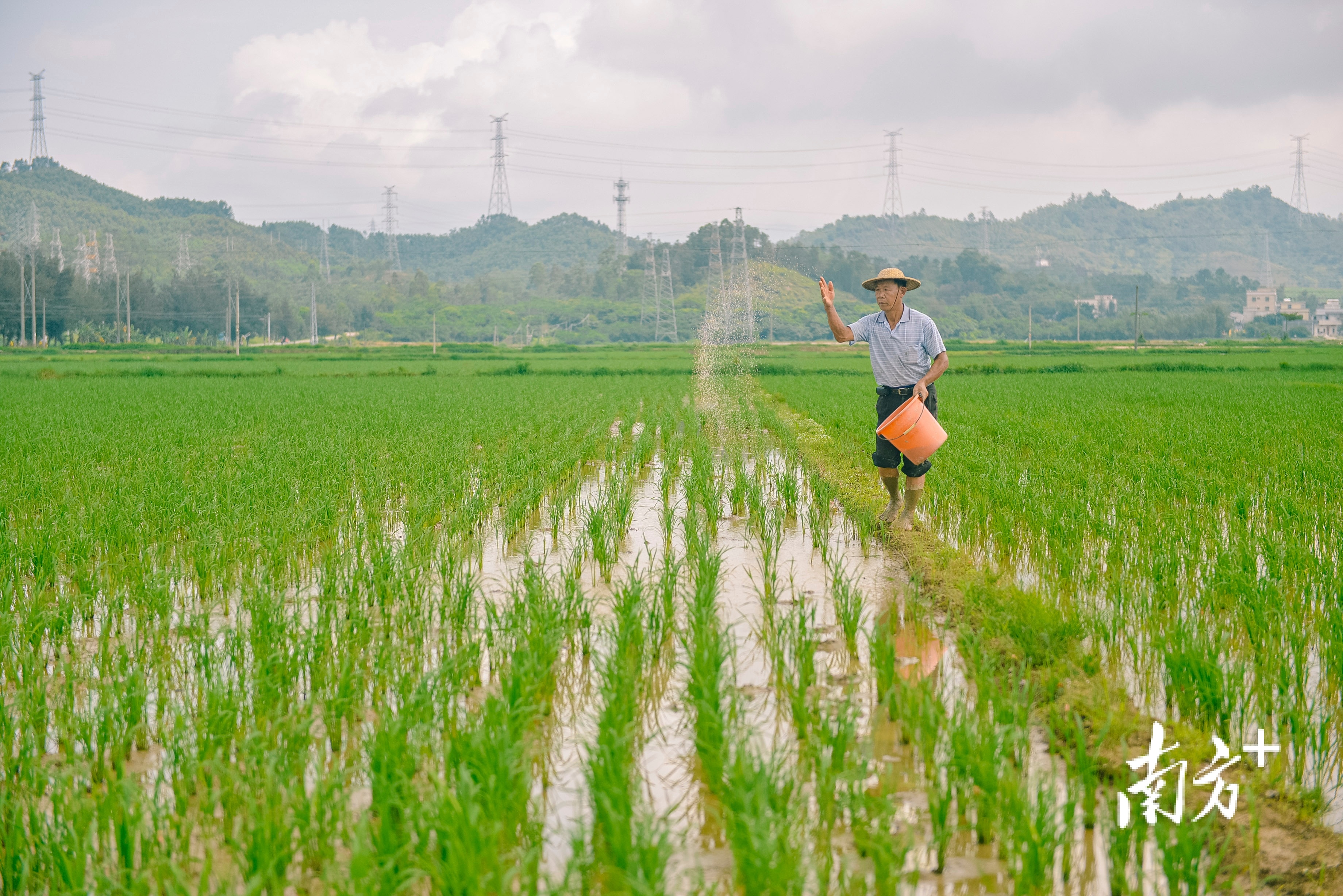 "经过雨露的滋润,谷雨茶营养丰富,香气逼人.