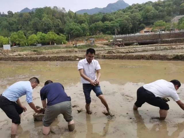 肖青华与嘉宾投放禾虫种苗