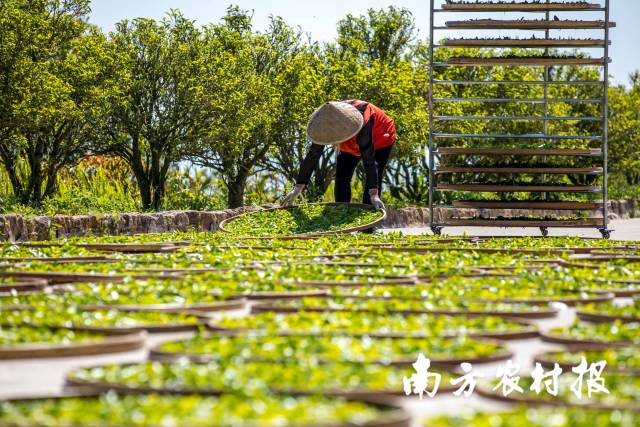 茶产业为凤凰镇提供了大量就业机会