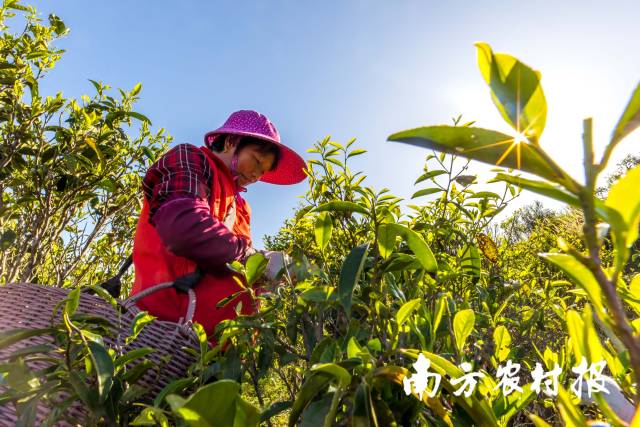 搭梯采茶是凤凰镇独特的人文景观