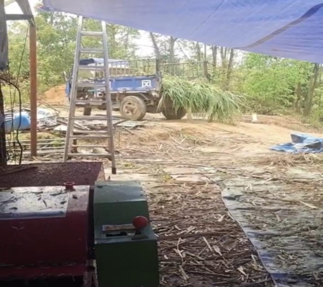 广东省梅州市兴宁市养殖户杨春浪山上割草喂牛。