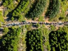 寻路农遗 | 潮安凤凰单丛茶文化系统，世代相袭融入茶人血脉