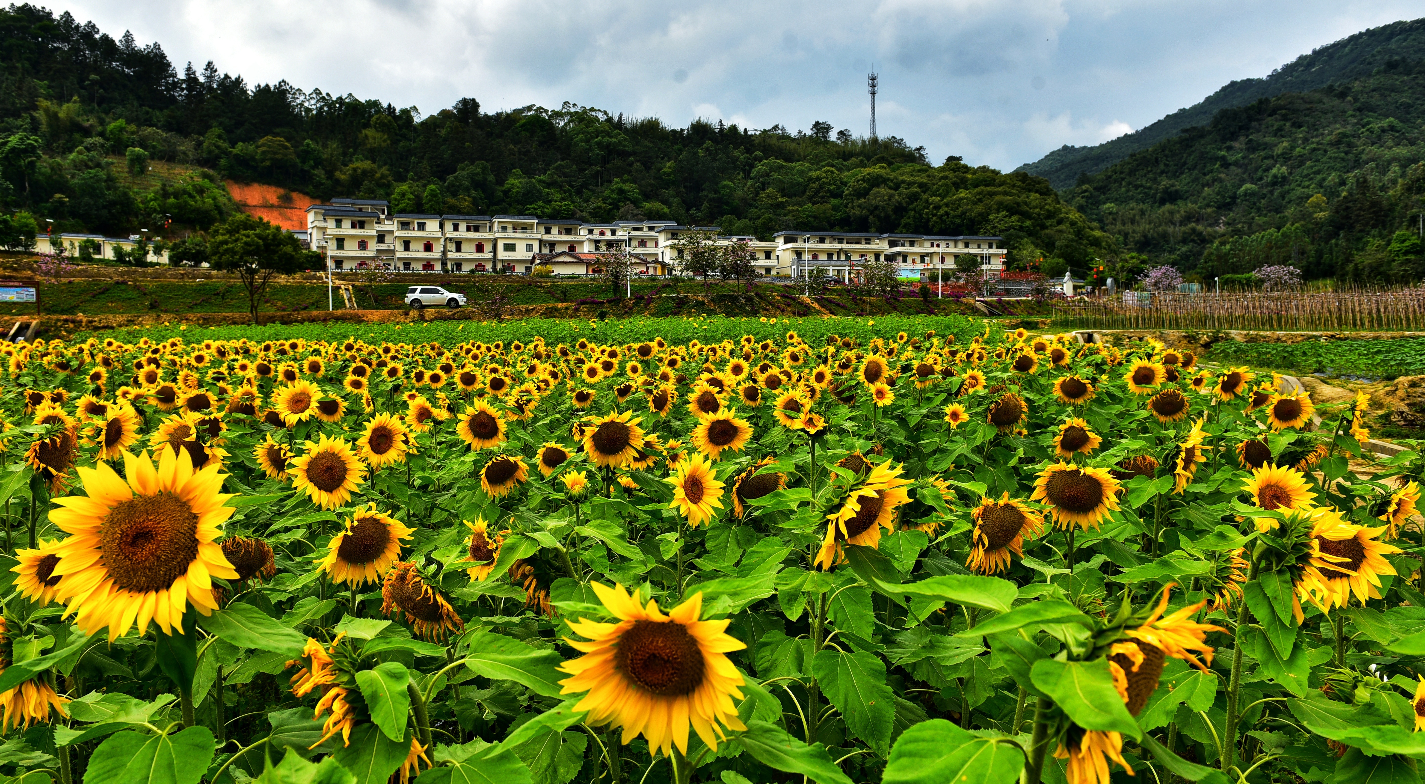 鼎湖区凤凰镇上水田村山泉水蔬果种植科普示范基地,连片向日葵向阳而