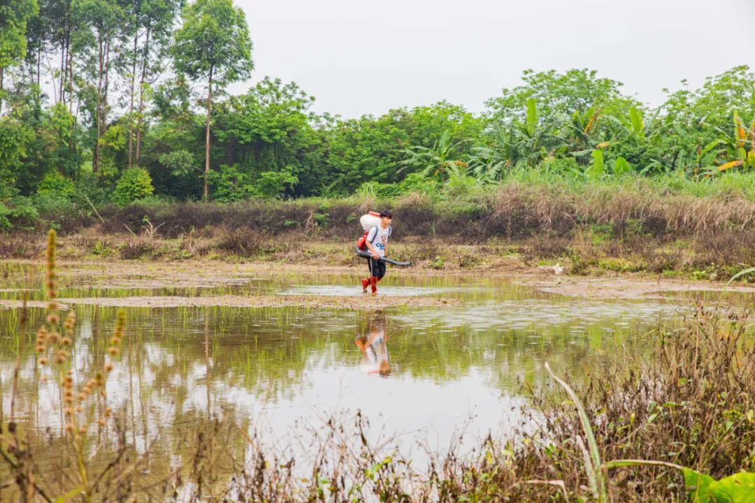 海寿社区海心沙岛的农民有序开展秧苗插种。