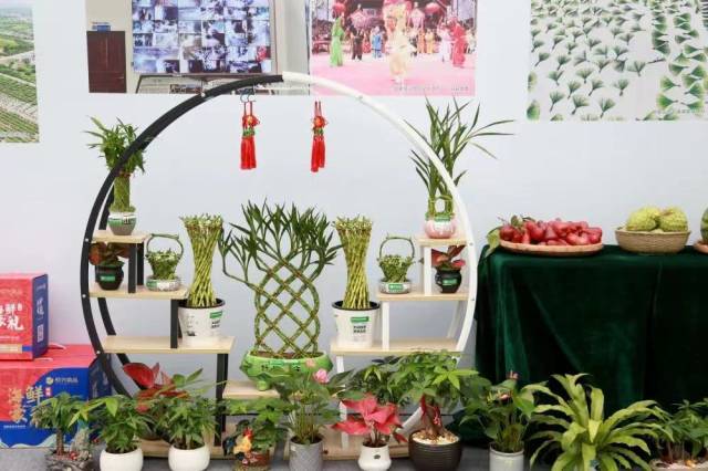 南方农村报 樊静东 拍摄