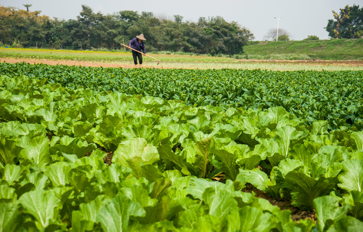 九江镇河清社区菜农紧抓农时，有序开展蔬菜种植、采收，田间地头呈现一派生机勃勃的景象。