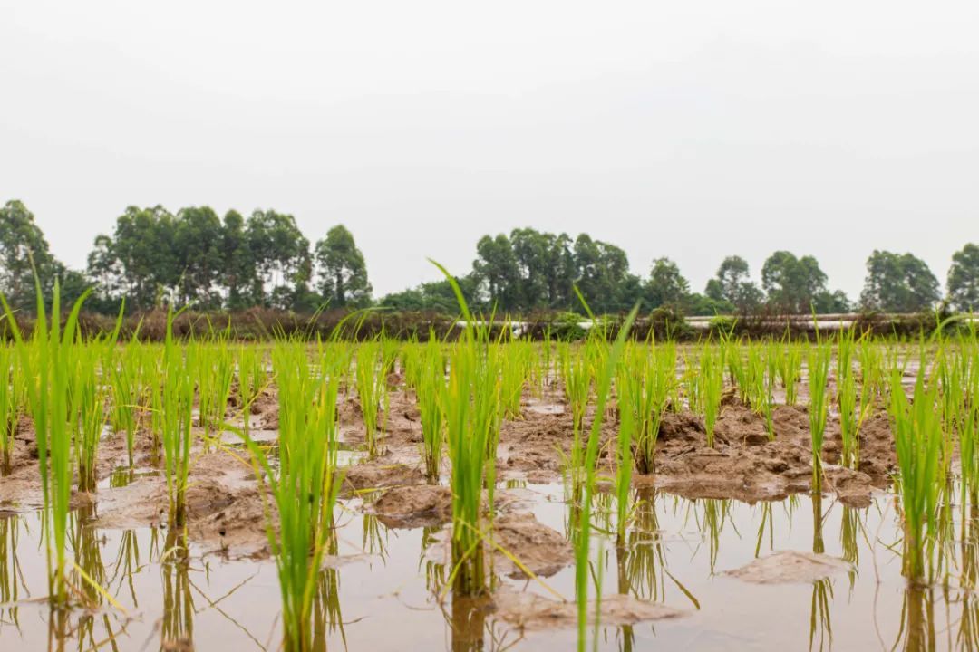 秧苗茁壮成长。