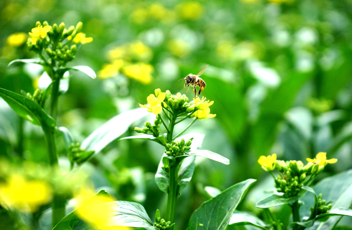 金灿灿的菜花吸引着蜜蜂前来采花蜜。