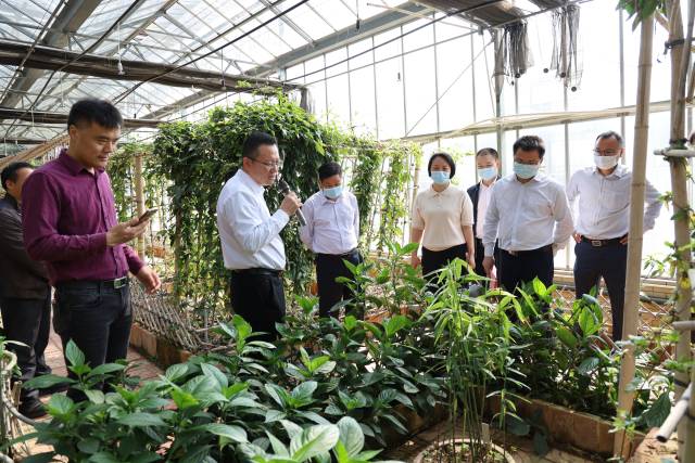 在南药种质资源圃参观调研