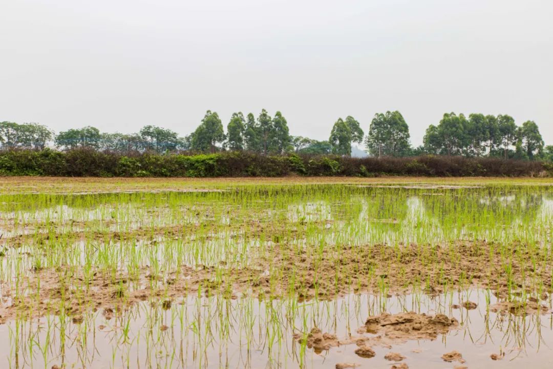 海寿社区海心沙岛的农民有序开展秧苗插种。