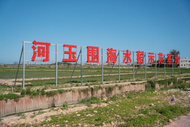 河玉围海水稻示范基地