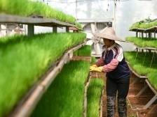 感恩奋进这五年｜广东强化现代农业产业体系建设