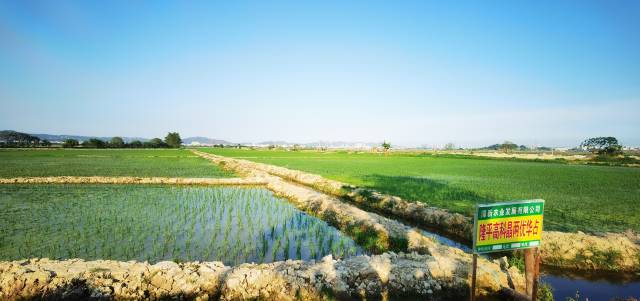 河玉围海水稻示范基地