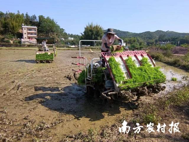 陈伟宏驾驶插秧机耕作 