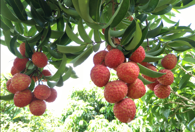 茂名荔枝。