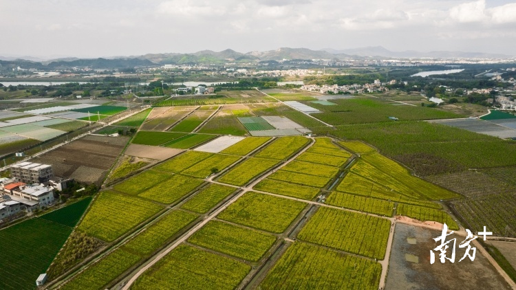 南方+ 王昌辉 制图