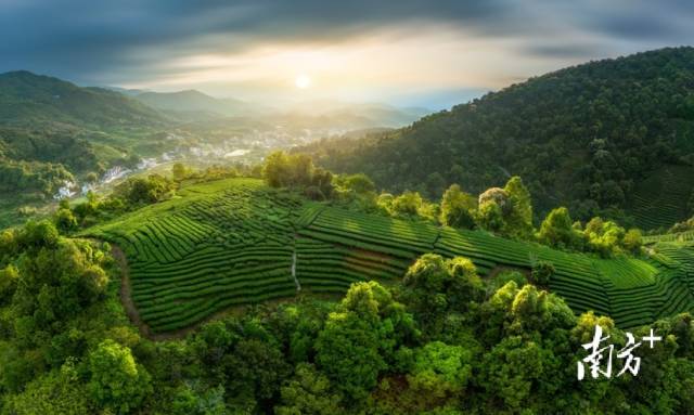 4月19日,河源紫金县,春季高山茶园翠绿欲滴.wensizhang 摄