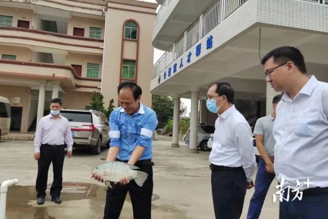 茂南区人民政府区长吕国记（左一）等与手托罗非鱼的简伟业