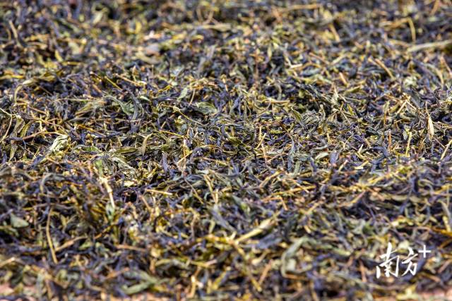高级西岩乌龙茶品质以香、甘、清、滑、醇五大特点。图为刚制作的西岩山乌龙茶。