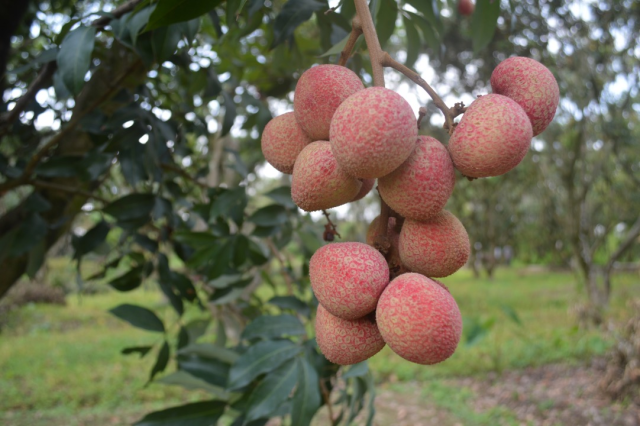 成熟后的三月红荔枝 受访者供图