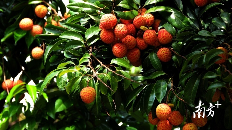 南方+ 王昌辉 制图