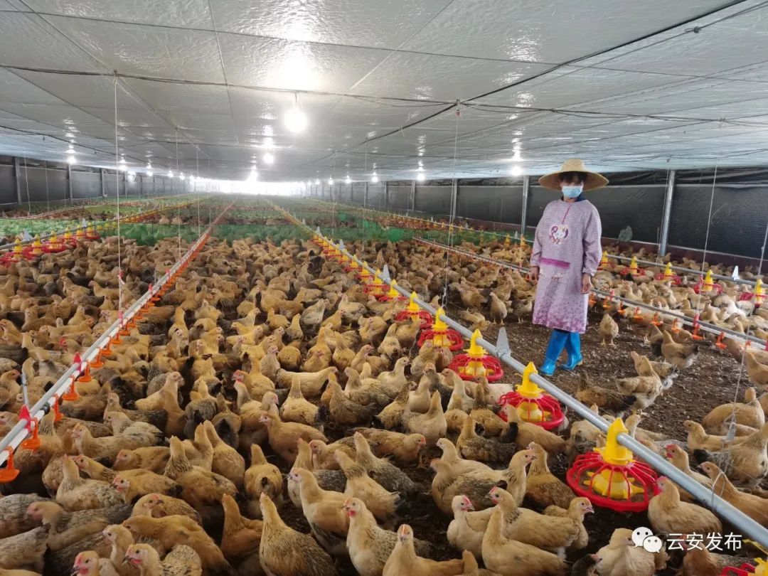 山西右玉：“念”好生态养殖致富经乐竞体育- 乐竞体育官方网站- 乐竞体育APP