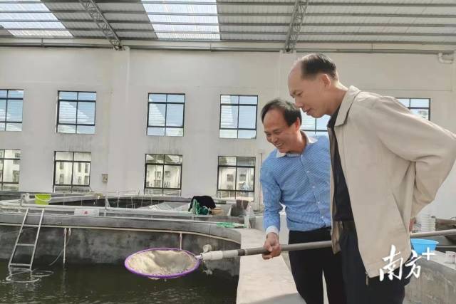 简伟业（左）与茂南区农业农村局党组成员柯小同（右）观察鱼苗生长情况