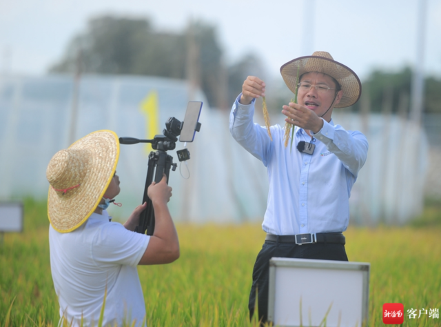 4月23日，三亚，周华在田间进行手机直播。记者 沙晓峰 摄