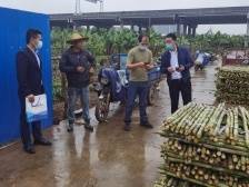 惠民助农，南沙发动金桥党建红链机构购买4000斤助农甘蔗