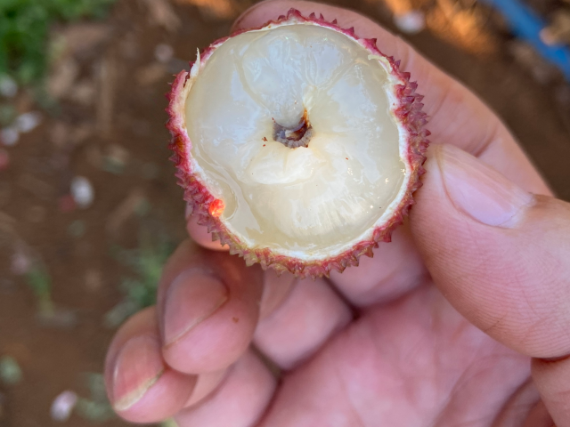 蒂蛀虫以幼虫蛀食荔枝果实   冼继东 供图