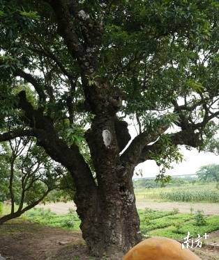 荔枝古树“五世同堂”