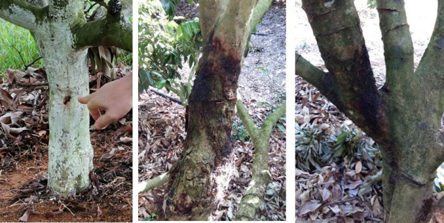 荔枝干腐病为害症状   姜子德 供图