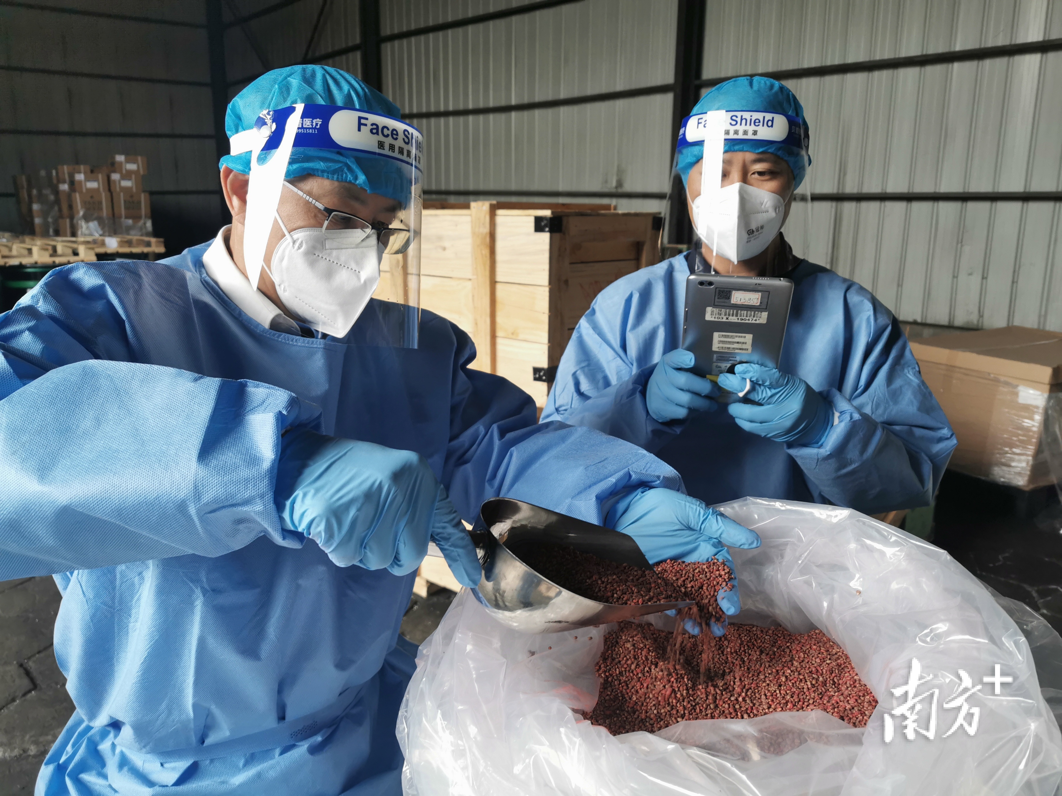 佛山海关关员对进口种子进行查验。 佛山海关关员对进口种子进行查验。