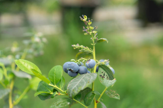 乡丰特色水果产业园的“天后蓝莓”是增城区高端水果从“买国外”实现“买本地”的典型代表