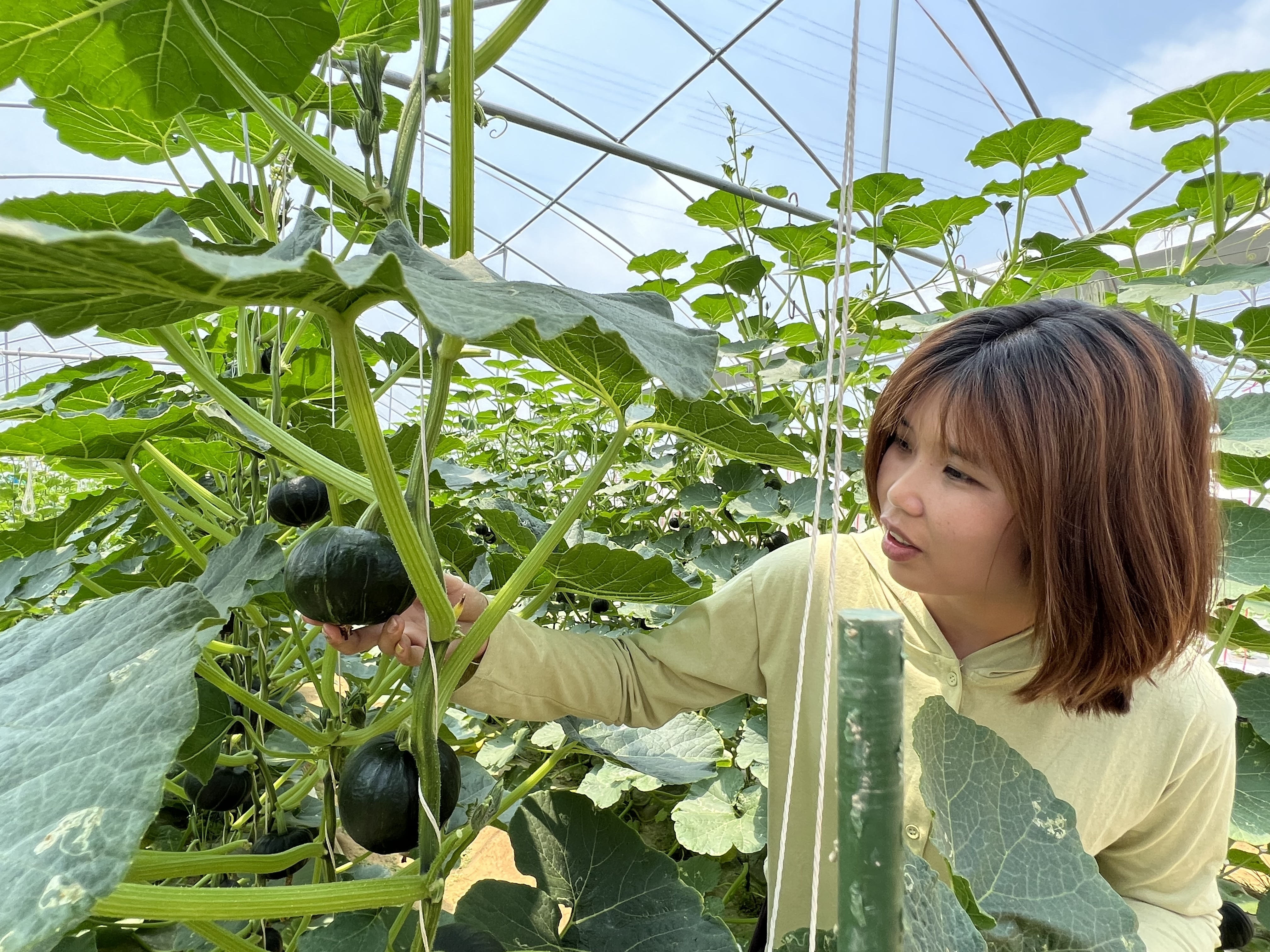 惠城新農人楊柳香種出甜蜜果摘得致富經