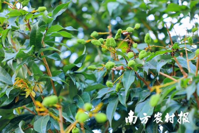 通訊員 南方農(nóng)村報(bào) 供圖