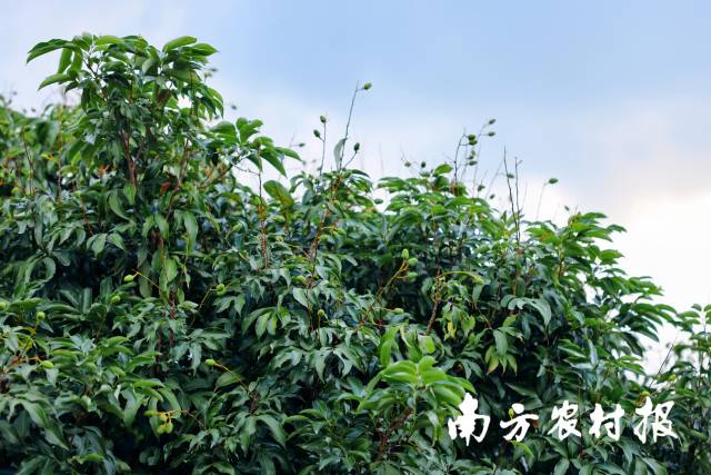 通訊員 南方農(nóng)村報(bào) 供圖