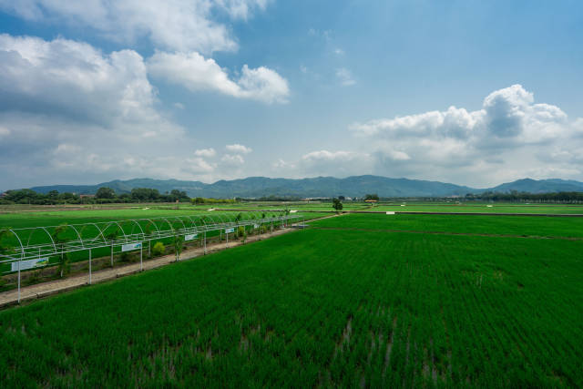 会前，与会领导嘉宾调研了增城区丝苗米现代农业产业园