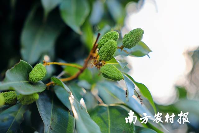 通訊員 南方農(nóng)村報(bào) 供圖