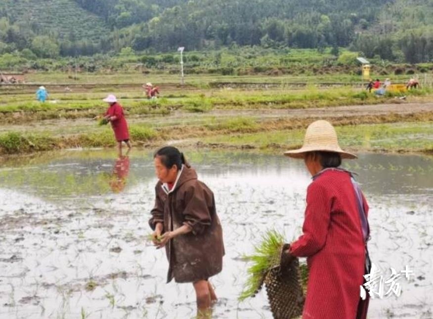村民抛秧忙。温贵娣 摄